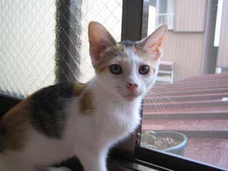 まだ小さかった妹猫グミ